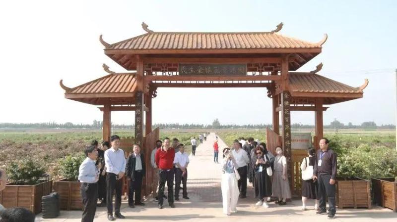 第十届中国道地金银花产业发展大会代表赴封丘调研
